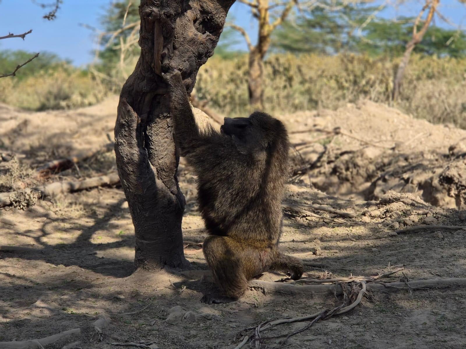 An olive baboon standing and reaching up a weathered tree