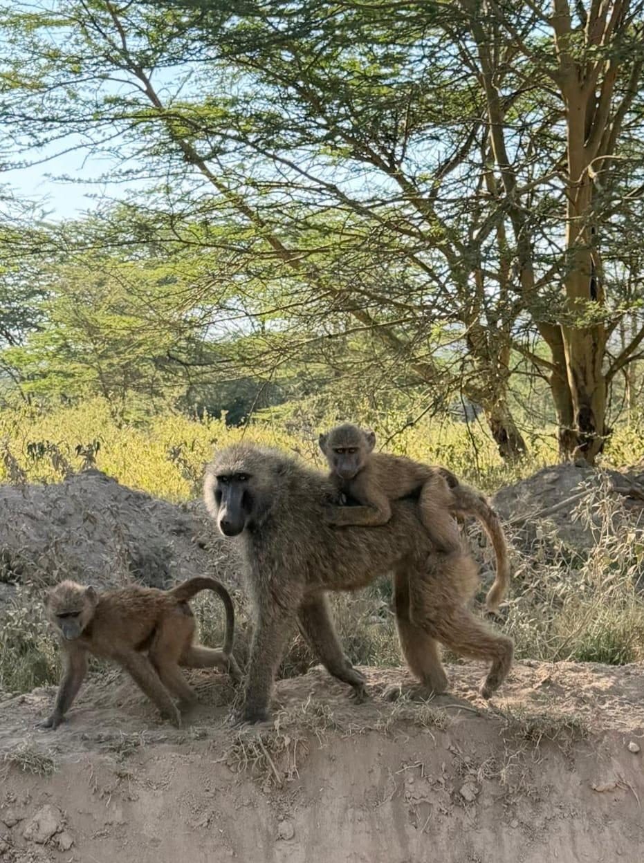 An adult olive baboon walking with a young baboon riding on its back, and another youngster alongside