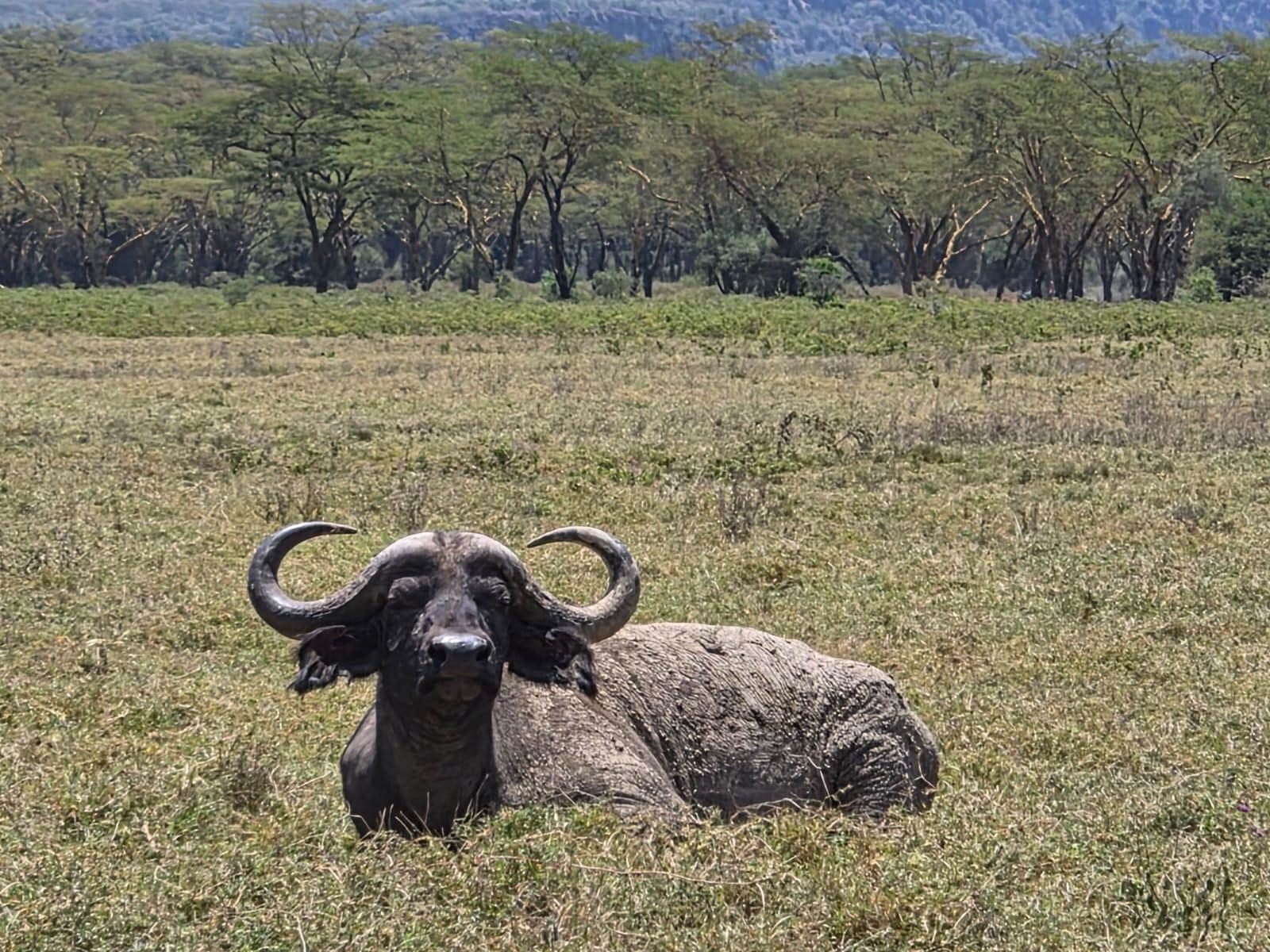 A Cape buffalo lying in the grass and looking toward the camera