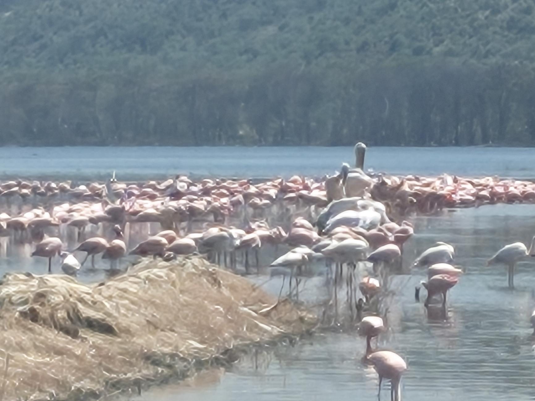 A large flock of flamingos standing in the shallows of a lake