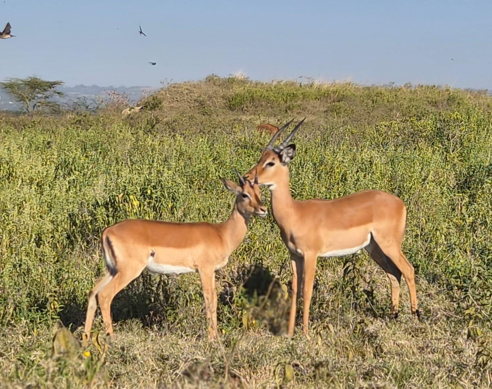 Two impalas standing close, face to face, in green bush