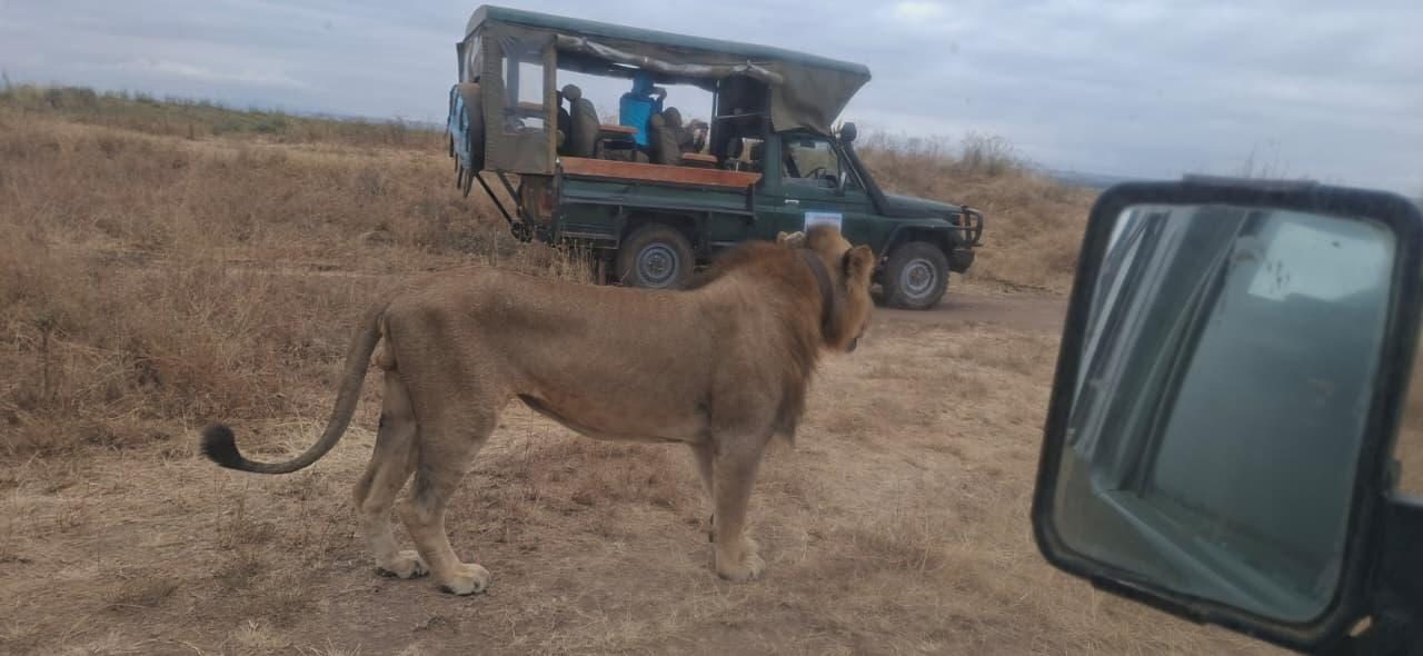 A male lion standing on a dirt track beside an open safari vehicle