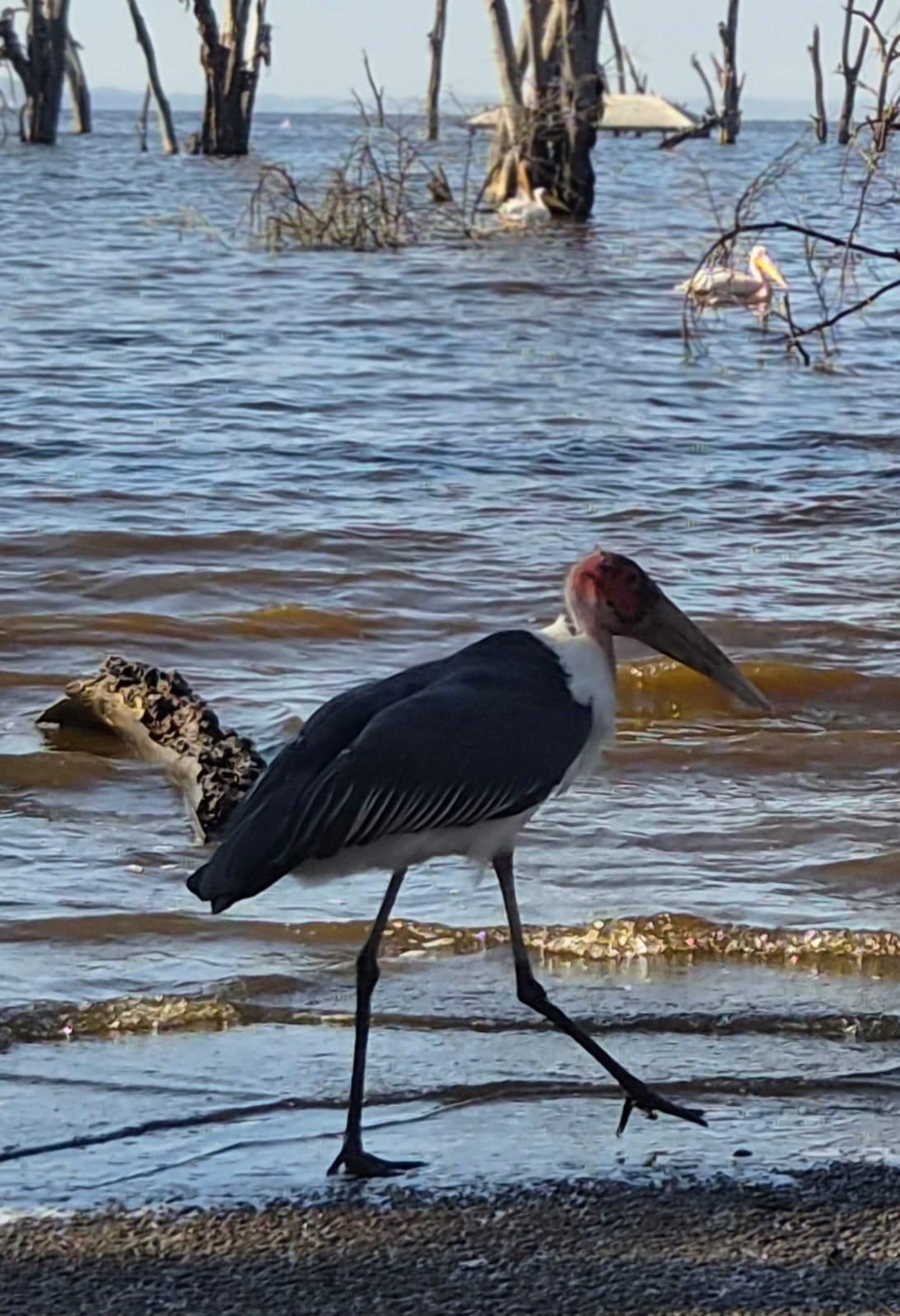A marabou stork walking through shallow water at the edge of a lake