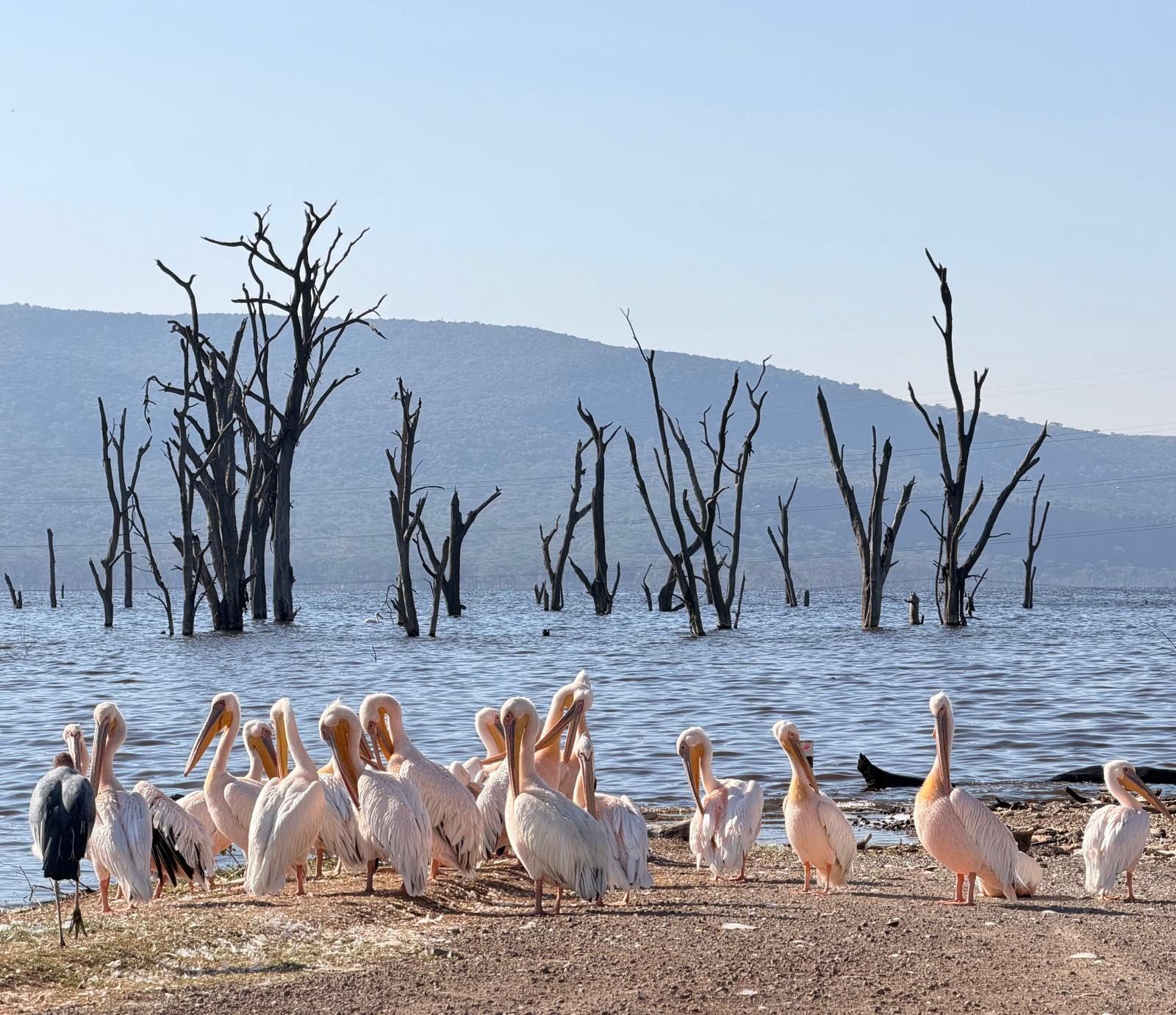Great white pelicans gathered on the shore of a lake, with drowned trees and hills beyond