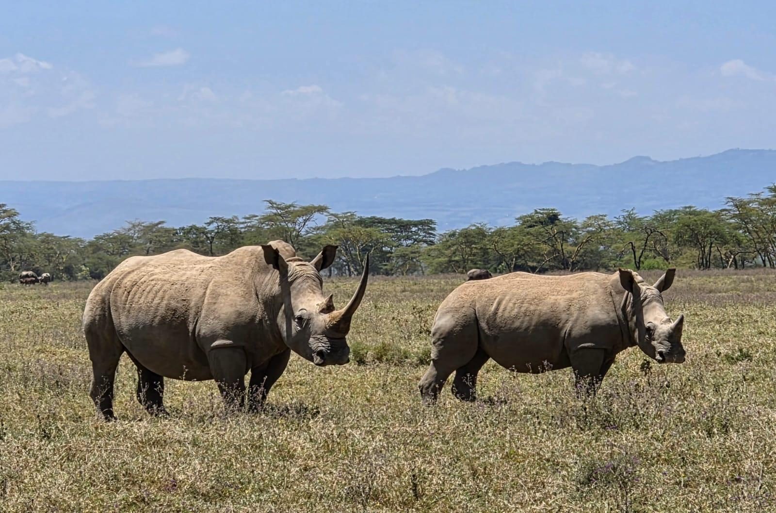 Two white rhinos standing in open grassland