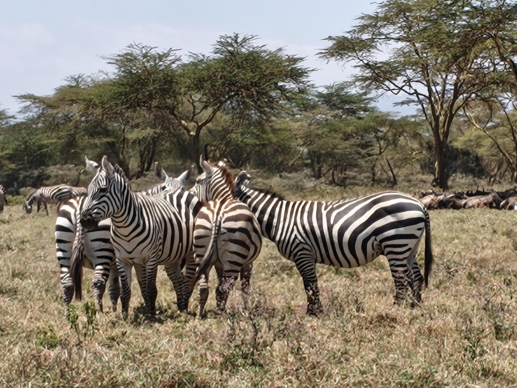 A small herd of zebras standing together in dry grass under acacia trees