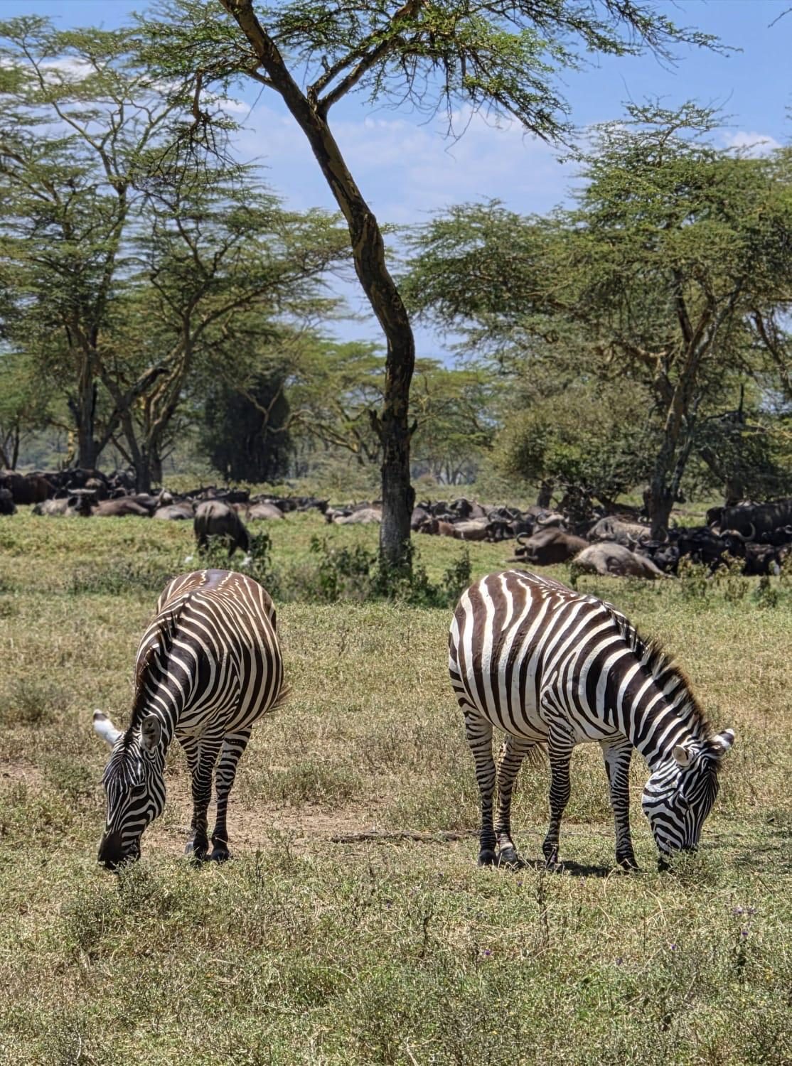 Two zebras grazing in front of a buffalo herd under acacia trees